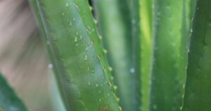 Aloe Vera