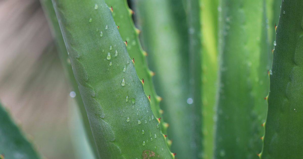 Aloe Vera