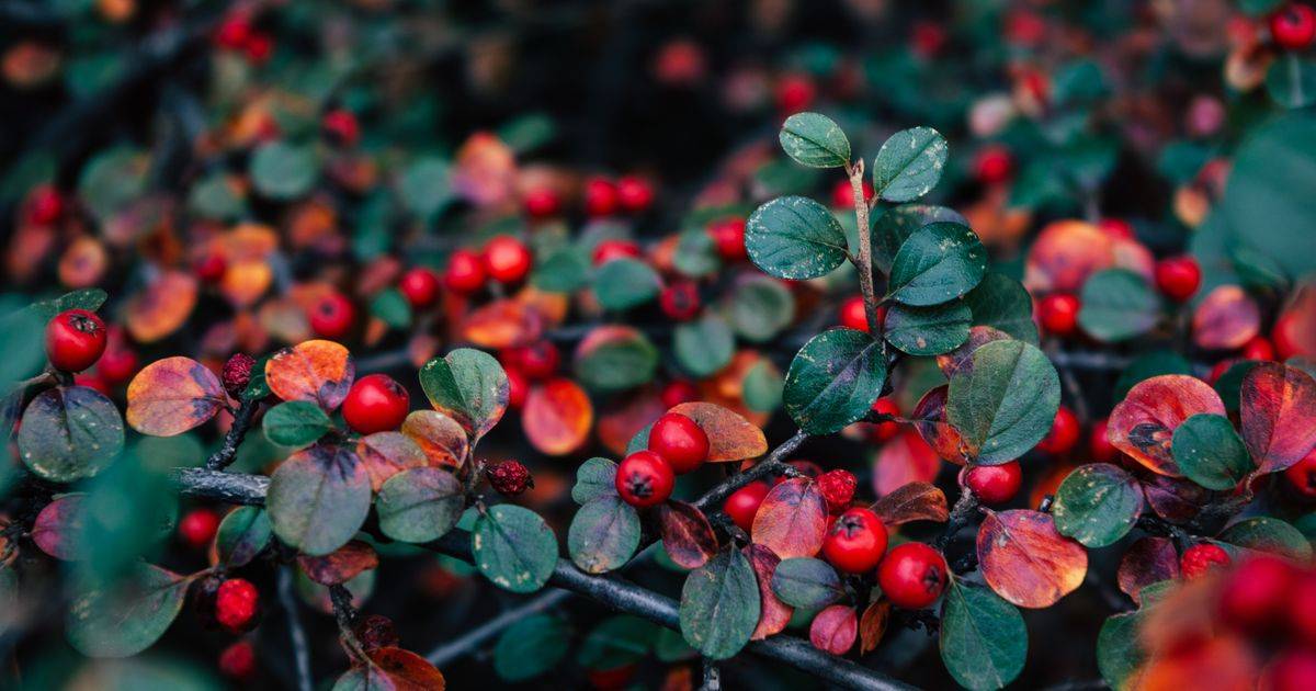 Bearberry