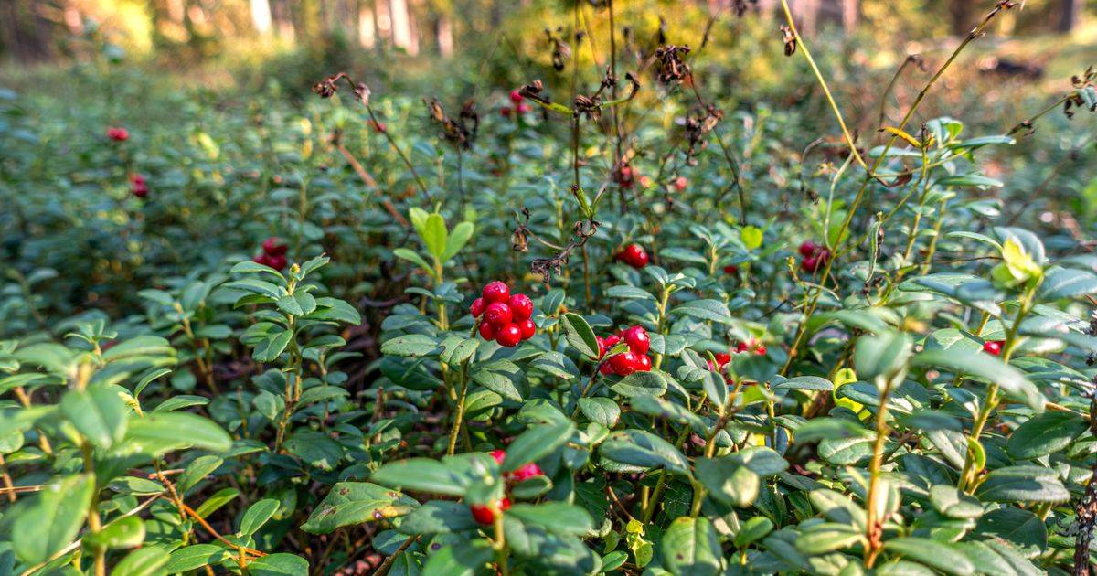 Bearberry