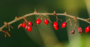Berberine