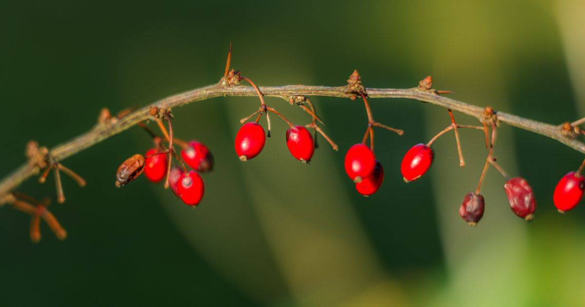 Berberine