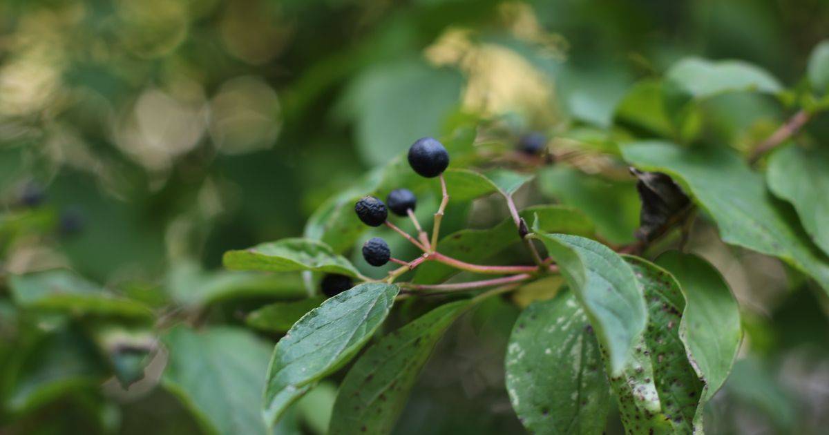 Bilberry Extract