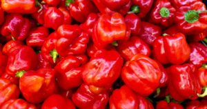 Capsicum Annuum