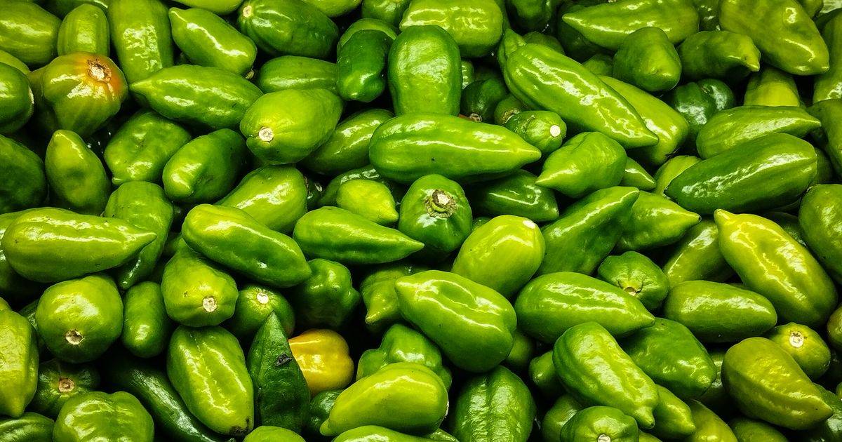 Capsicum Annuum