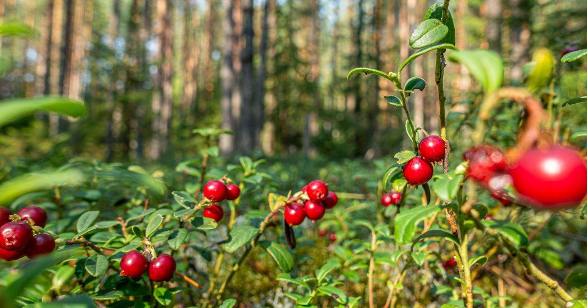 Cranberry Extract