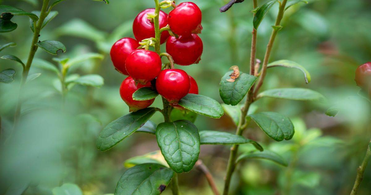 Cranberry Extract