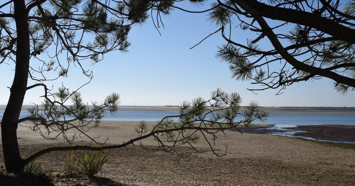 French Maritime Pine Bark Extract