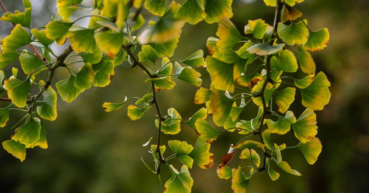 Ginkgo Biloba