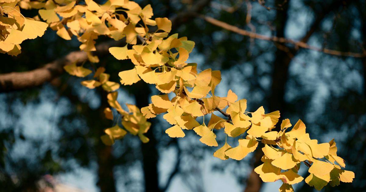 Ginkgo Biloba