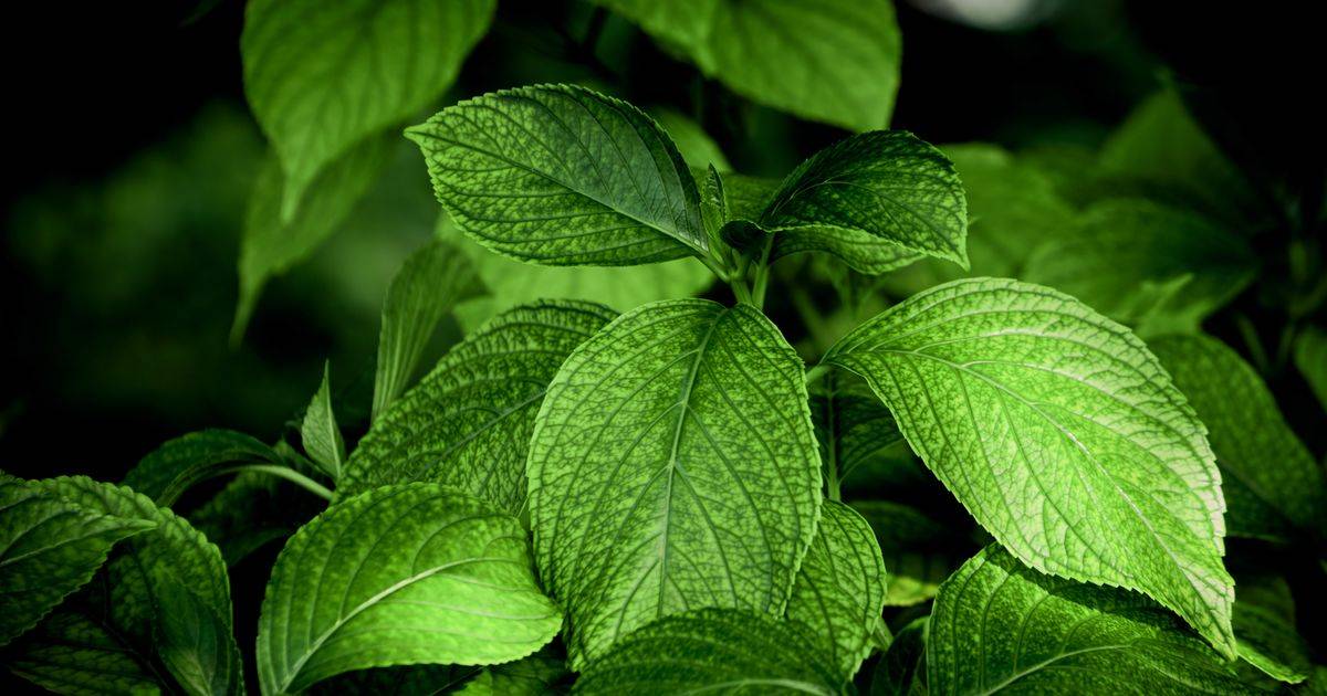 Gymnema Sylvestre