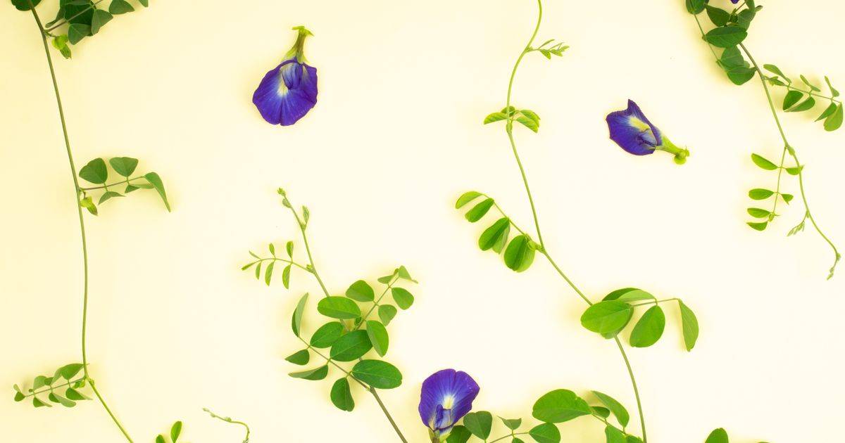 Kudzu Flower Extract