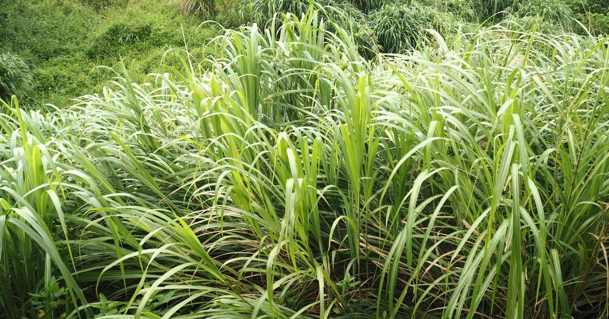 Lemongrass Oil