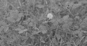 Mimosa Pudica