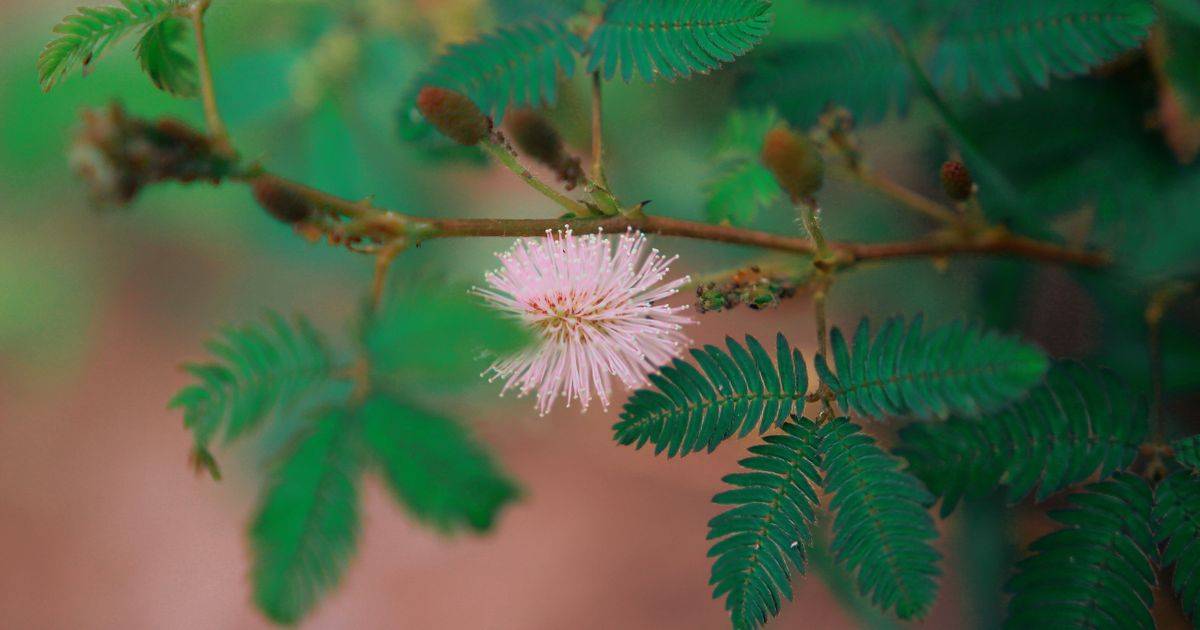 Mimosa Pudica