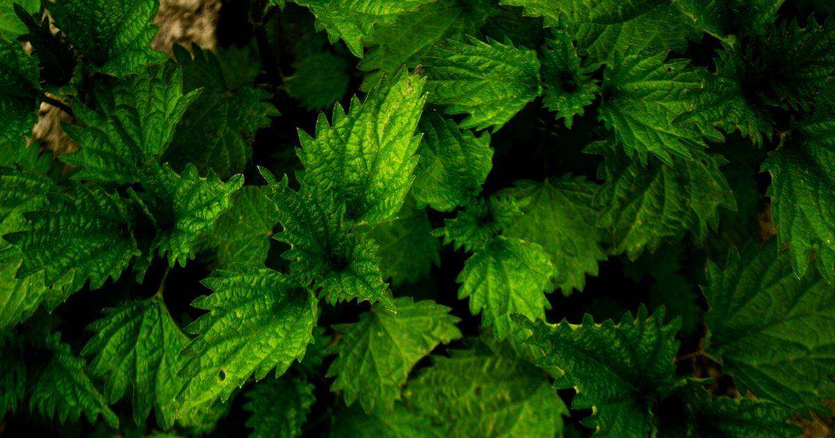 Nettle Root