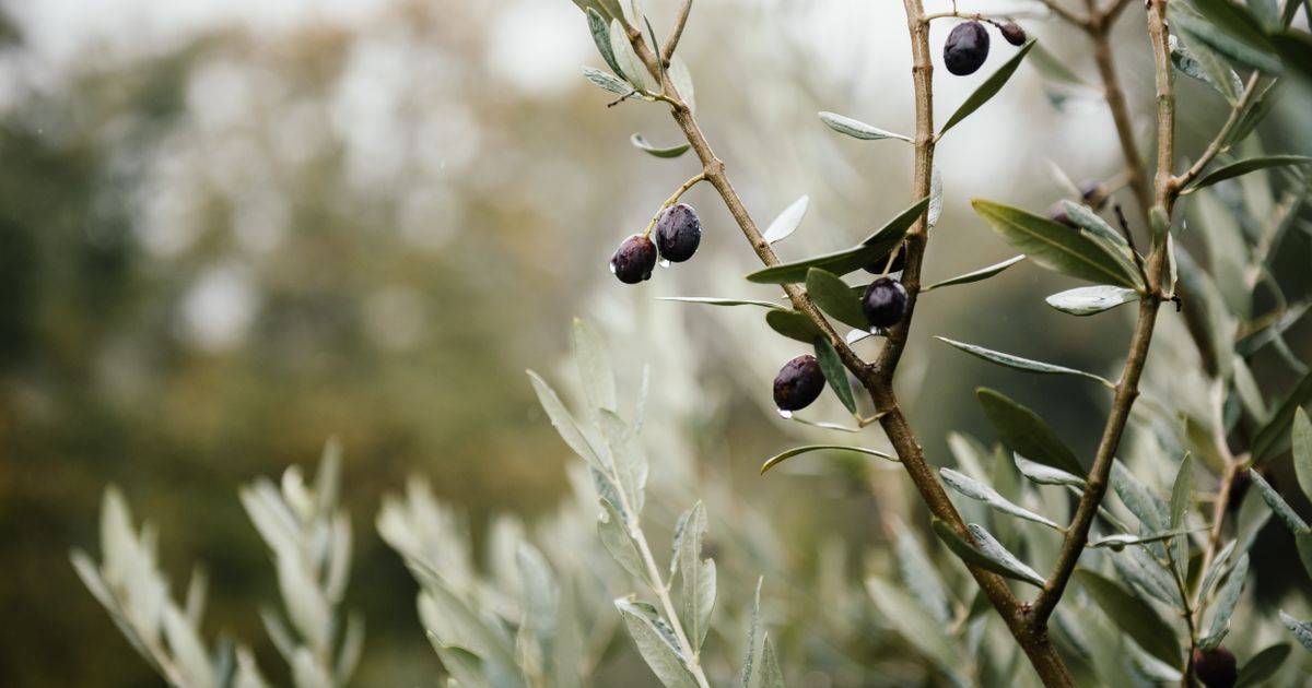 Olive Leaf Extract