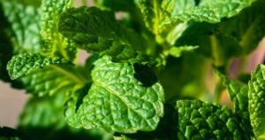 Peppermint