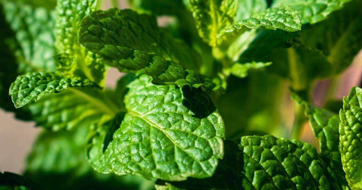 Peppermint