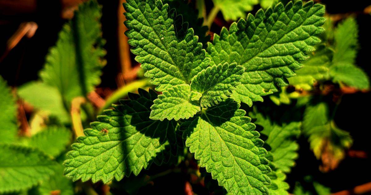 Peppermint