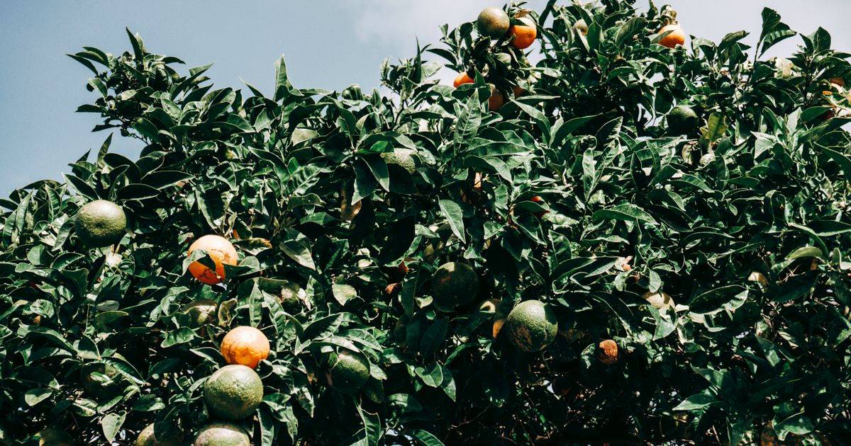 Sicilian Red Orange Extract